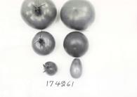 Click for 1 image(s) for this accession. FRUIT